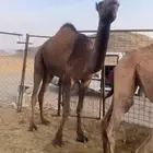 بكره حقه حايل طيبه