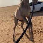 حصان مهر