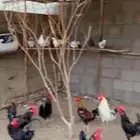 ديكه ودجاج