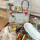 عصافير البادجي على السوم