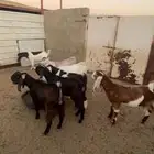 جفار ضرايب للبيع