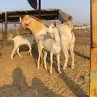 فحل بيشي صنف الصنف