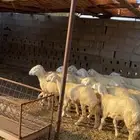 ارخال للبيع