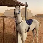 حصان عربي شعبي