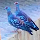 حمام