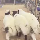 ذبائح نعيم نجد حري سواكني