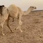 قعود طيب شحم
