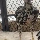 نعرض لكم دجاج باكستاني سندي العمر سنة