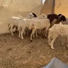 (تم البيع )غنم للبيع العدد 9 روس ..النعيم 5 والحريات 4