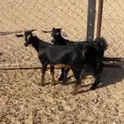 للبيع تيسين حو كفو
