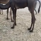قعدان