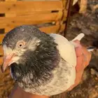 حمام باكستاني