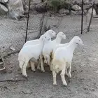 طليان ورخال نضاف وشحم وشعره مشالله تم البيع