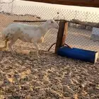 حريه توها طالعه رباعياتها جرمها طيب وشبب وسلم