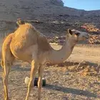قعود مفرود حر صافي