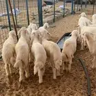 بهم تربيه تم البيع اضغط متابعه يصلك كل جديد