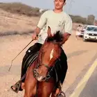 خيل للبيع جرم وركوب طرب