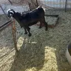 تيسين و رخله الأعمار من 6 إلى7 انضاف من الحبون شحم ولحم