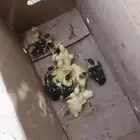 القنفدة القوز