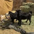 شاه بيهيم عليها تيس وعناق ودافع سنعها رباع مقشع سديس مشروطه