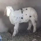 طلي