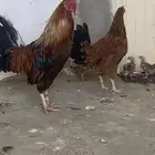 دجاج عربي اصيل