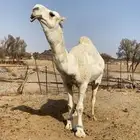 بعير علياني كفو وهذا انتاجه