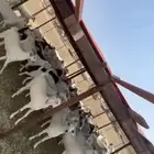 جفير