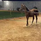 حصان شعبي العمر سنه