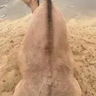 للبيع القعدان الكفو للمبادي وزواجات