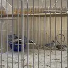 يمام ماسي منتج