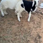 خرفان نجد العدد 2