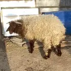 حفر الباطن
