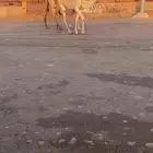 للبيع العشراء الي حدره بكره كفو