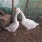 جوز وز بلغاري امهات خوارج