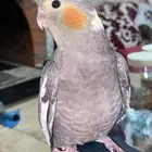 للبيع كروان ذكر اليف