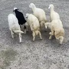 طليان