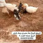 بط بكييني وبط مصري للبيع