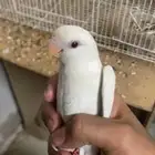 روز البينو ذكر غير اليف بس صحته 100عل سوم