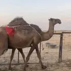 خلفه تحتها بكرة