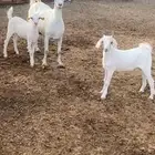 عنز بيشيه معها 2تييس وجفره