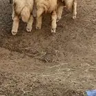 رخال حريات اعمار 6