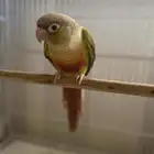 كنيور اناناس