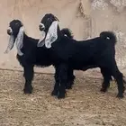 جفرتين عوارض معرفات