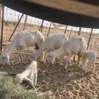 حريات خلفات
