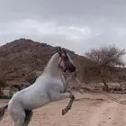 حصان حار كفوو العمر 4سنوات بسرجه وأغراضه الموقع قياء