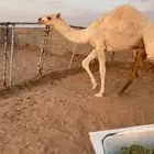 للبيع قعود فاخر على حليب شرط