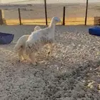 جذعه تحتها رخال