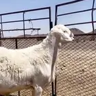 فحل حري صنف على جميع الشروط