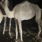قعود البيع لحم